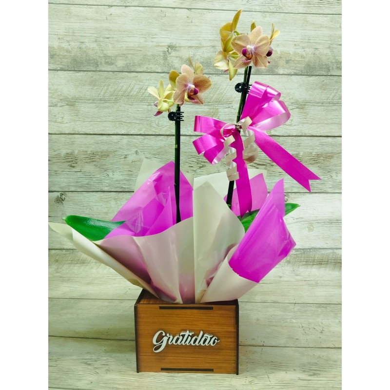 Mini Orquídea Pote 9 "Cor Variada" 